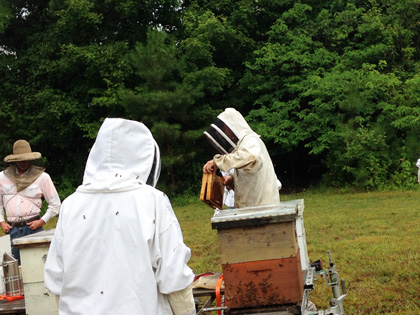 Inspecting Hives
